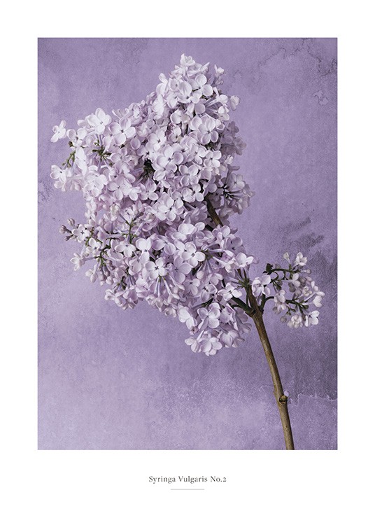  – Fotografía de una rama de flor lila de syringa silvestre sobre un fondo lila más oscuro con manchas de agua.