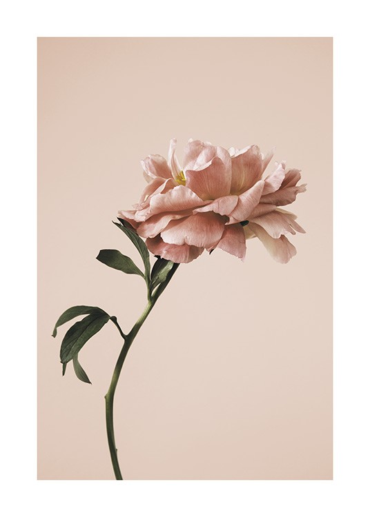  – Fotografía de una flor de amapola rosa con tallo verde sobre un fondo rosa.