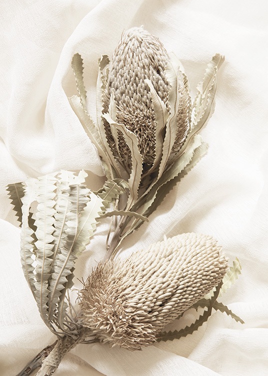  – Fotografía de dos flores color beis grandes, disecadas y colocadas sobre una tela blanca.