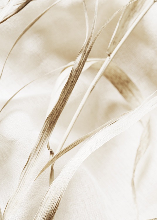  – Fotografía de una hoja seca de gramínea en primer planno y fondo beis.
