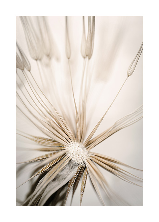 Beige Dandelion Poster