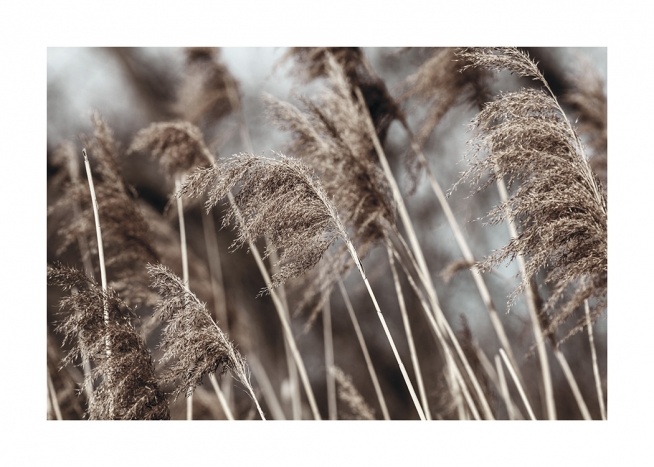  – Fotografía de plantas secas color beis con un campo borroso de fondo.