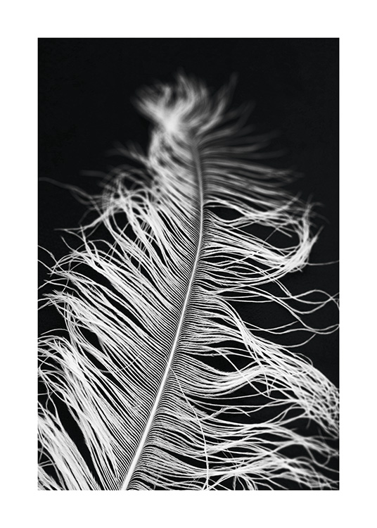  – Fotografía en blanco y negro del primer plano de una pluma blanca sobre un fondo negro.