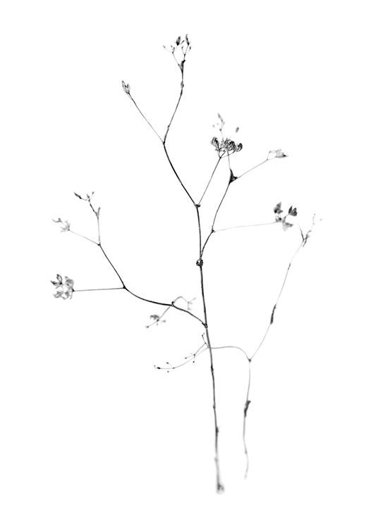  – Fotografía en blanco y negro de una florecita con ramitas delgadas, fondo blanco.