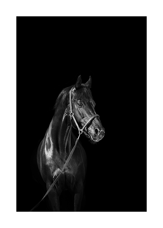  – Fotografía en blanco y negro de un caballo negro con ronzal, y fondo negro.