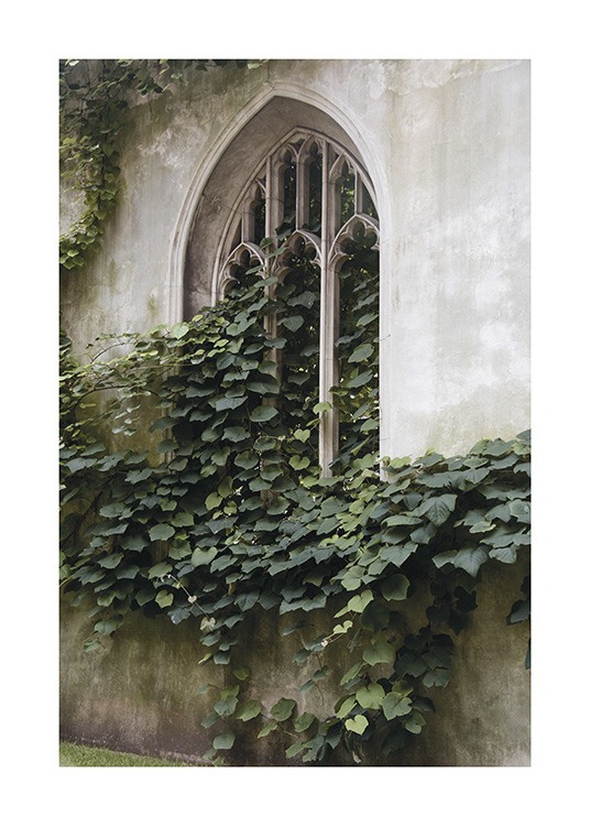  – Fotografía de una ventana en forma de arco cubierta por hojas verdes de una planta trepadora.