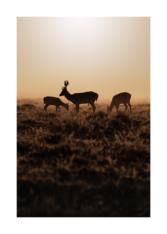  – Fotografía de tres venados bajo la luz del atardecer en un paisaje con pasto marrón.