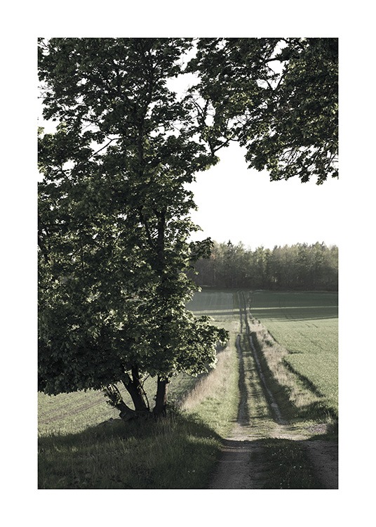  – Fotografía de un árbol grande en un camino rural.