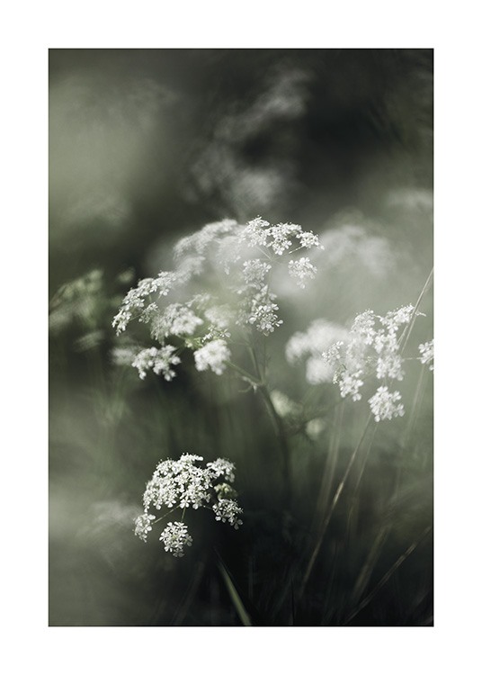  – Fotografía de unas flores blancas en un campo de pasto alto.