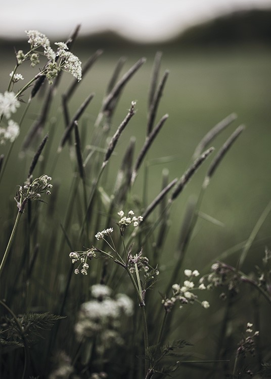  – Fotografía de un campo con florecillas blancas y gramínea en primer plano y fondo borroso.