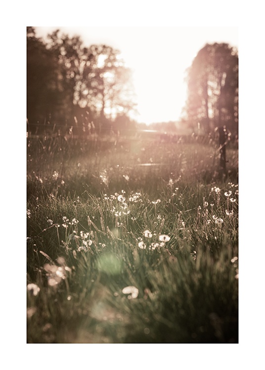  – Fotografía de un prado con flores blancas en el atardecer.