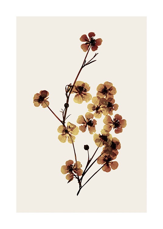  – Fotografía de un ramillete de flores marrones disecadas, fondo beis
