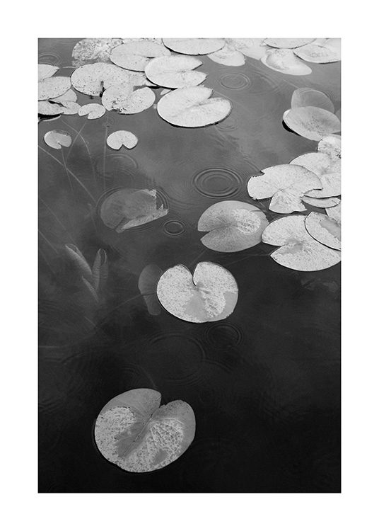  – Fotografía en blanco y negro de nenúfares en un lago