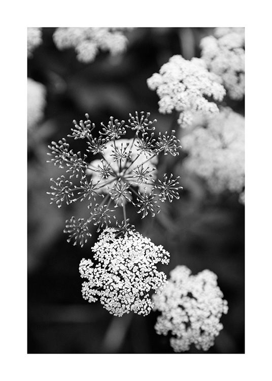  – Fotografía en blanco y negro del primer plano de unas florecillas blancas, fondo borroso