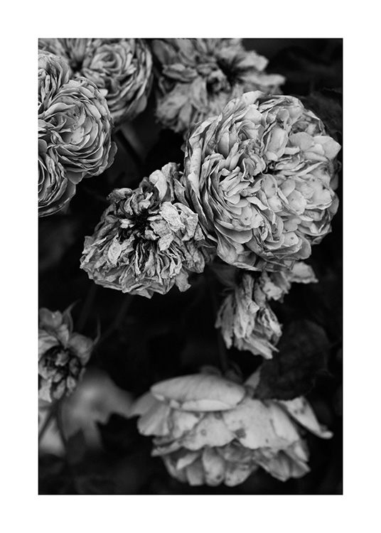  – Fotografía de unas rosas en blanco y negro