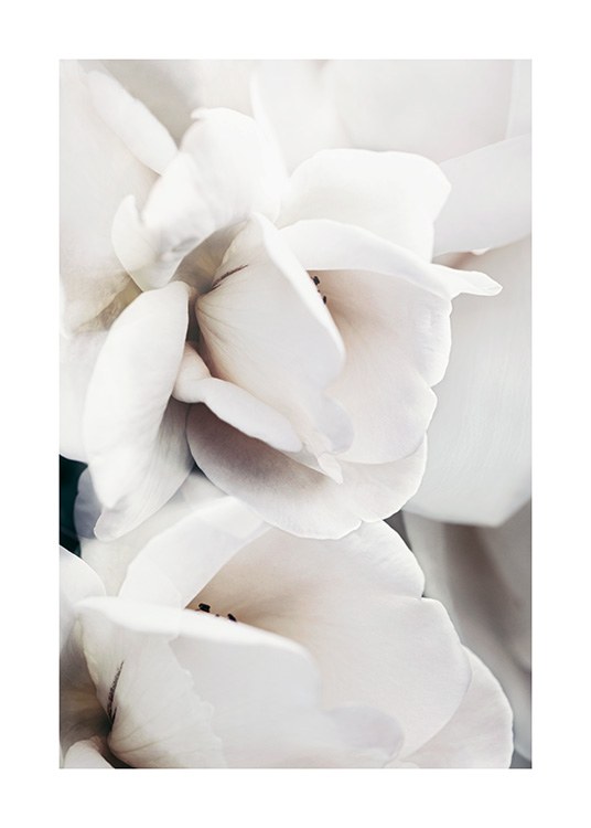  – Fotografía del primer plano de los pétalos blancos de una rosa