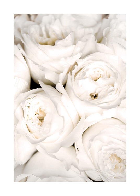  – Fotografía de un ramo de rosas blancas muy cerca una de la otra