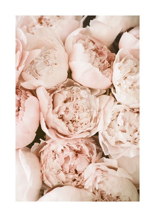 Pastel Peonies Poster