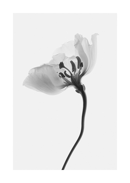 – Fotografía en blanco y negro del perfil de una flor, fondo gris claro