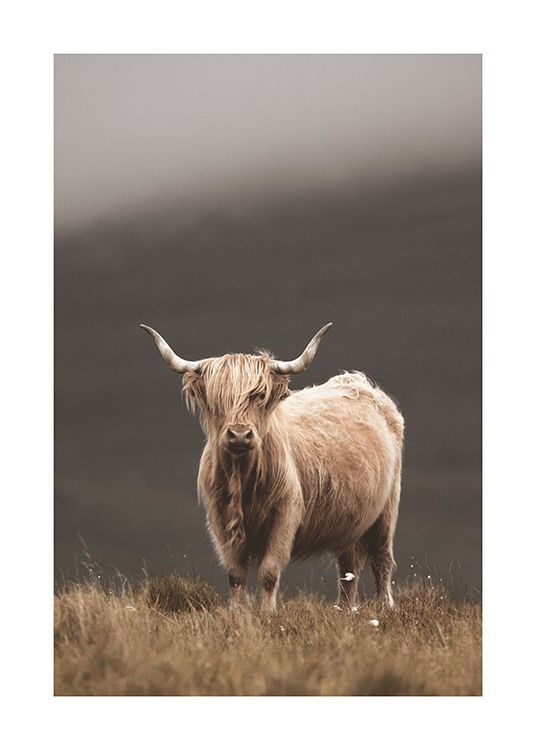  – Fotografía de una vaca de las tierras altas en color beis pastando en un campo de pastos altos