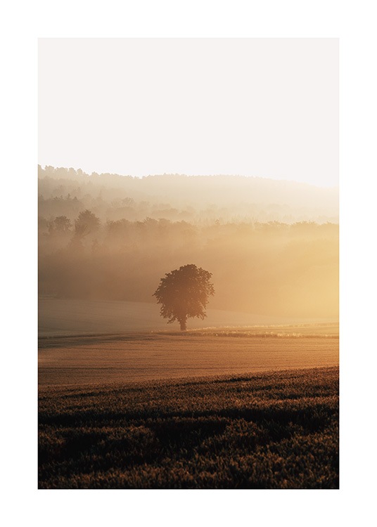  – Fotografía de un árbol en un campo bajo la neblina del amanecer