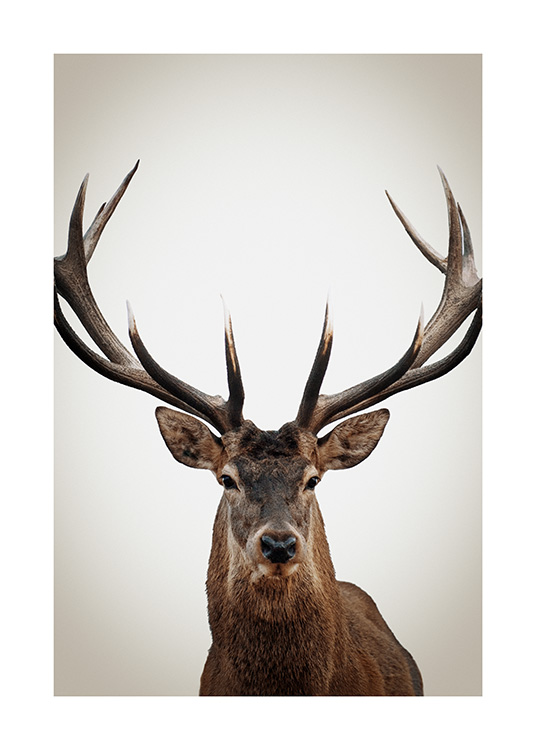 – Fotografía de un ciervo de frente con grandes astas, sobre fondo beige