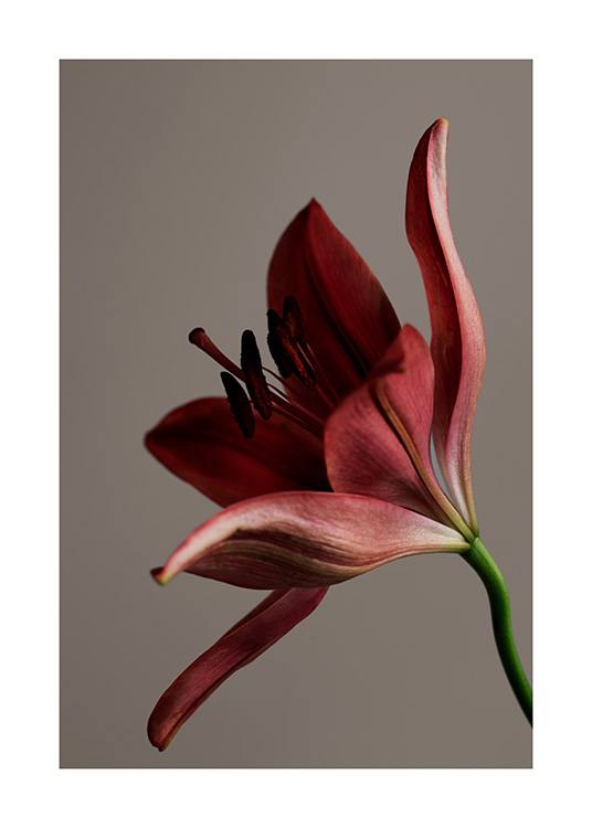 – Fotografía con primer plano de una flor en rojo, sobre un fondo marrón