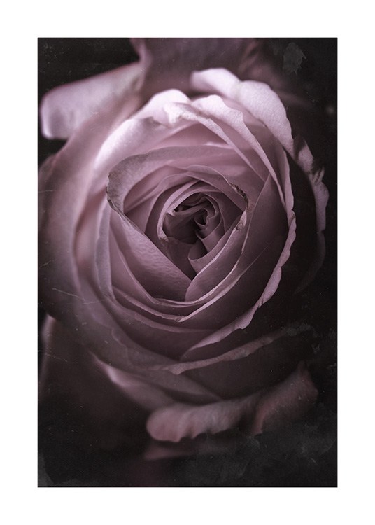 Antique Rose No2 Poster