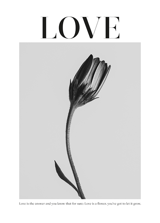  – Fotografía en blanco y negro de una flor gris sobre un fondo grisáceo y texto