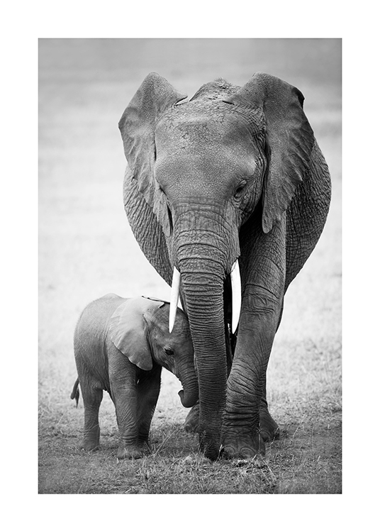  – Fotografía en blanco y negro de un elefante adulto y uno bebé caminando por el desierto