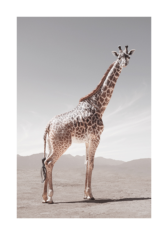  – Fotografía de una jirafa en el desierto, cielo gris de fondo