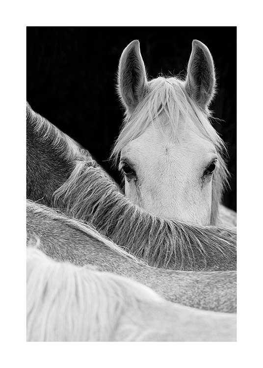  – Fotografía en blanco y negro con un caballo visto detrás del lomo de otro caballo