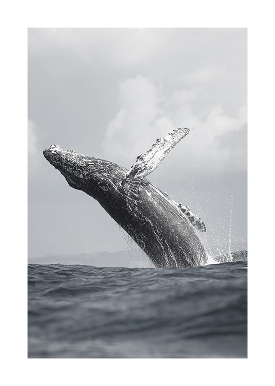  – Fotografía de una ballena saltando fuera del agua, cielo gris de fondo