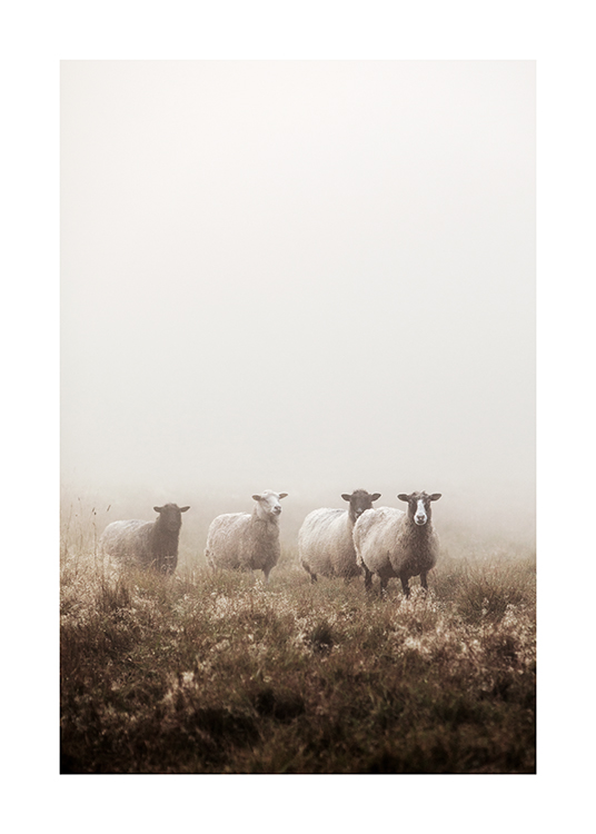  – Fotografía de un rebaño de ovejas en un campo con pasto bajo la neblina