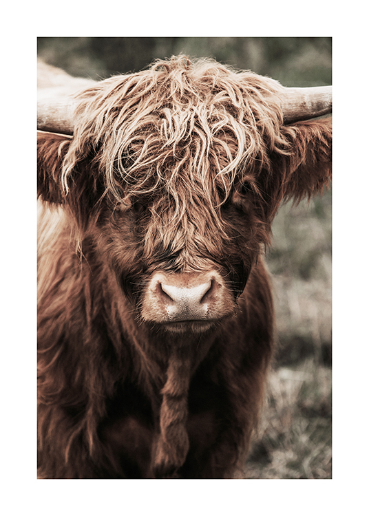  – Fotografía de una vaca de las tierras altas marrón que mira directamente a la cámara