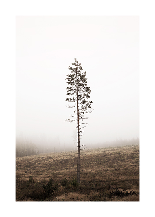  – Fotografía de un pino desnudo y neblina de fondo