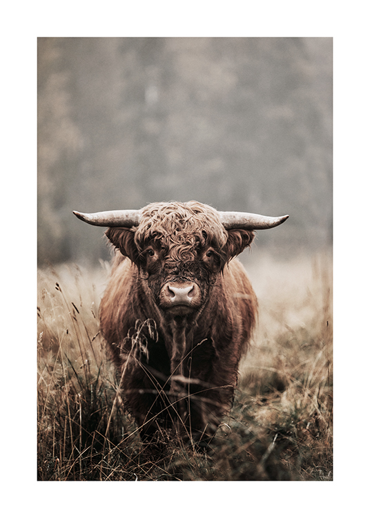  – Fotografía de un vaca de las tierras altas con pelaje marrón en medio de un campo con pasto