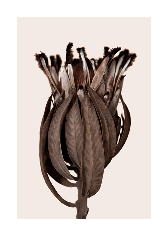  – Fotografría de una protea seca en color marrón, fondo beis claro