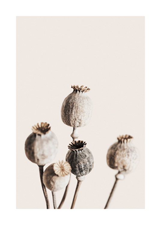  – Fotografía de unas cabezas de amapola secas en color beis y marrón, fondo beis claro