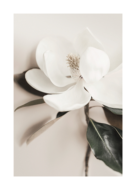  – Fotografía del primer plano de una flor blanca con hojas verde oscuro, fondo beis