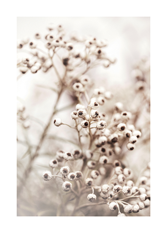  – Fotografía de un ramillete de flores redondeadas con un centro marrón, fondo color claro