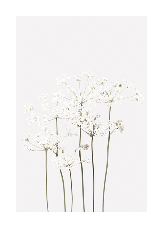  – Fotografía de un ramillete of florecillas blancas y abiertas con tallos verdes, fondo gris claro.