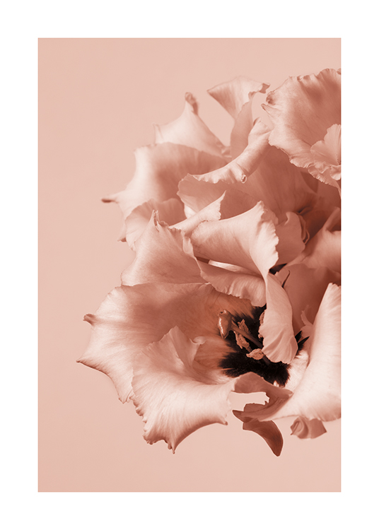  – Fotografía de flores rosas con pétalos arrugados y un centro oscuro, fondo rosado.