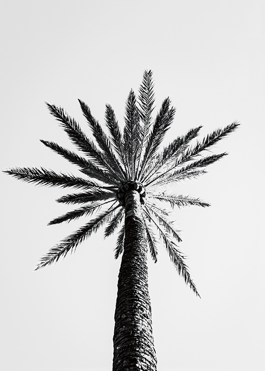  – Fotografía en blanco y negro de una palmera grande vista desde abajo.