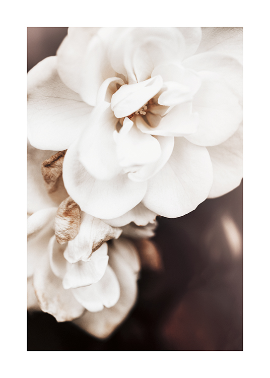 – Primer plano de una flor blanca de la variedad floribunda, fondo oscuro.