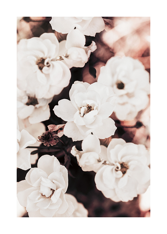  – Fotografía de un ramillete de florecillas blancas con un fondo borroso.
