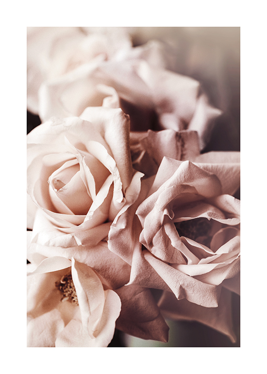  – Primer plano de un ramillete de rosas de color rosa pálido.