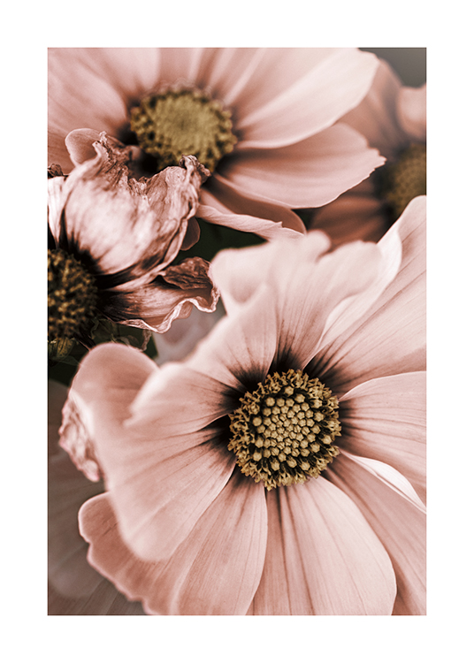  – Primer plano de unas flores rosas con el centro color beis.