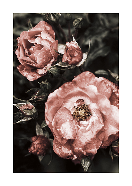  – Fotografía de flores rosas con manchas blancas y gotas de agua, y hojas verde oscuro de fondo.