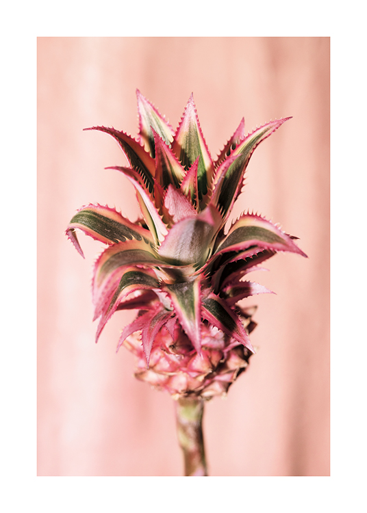  – Fotografía de una flor de piña con un fondo rosa pálido